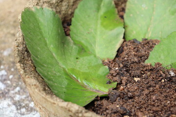 Cathedral Bells Leaves