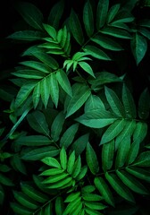 Naklejka na ściany i meble green plant leaves in nature