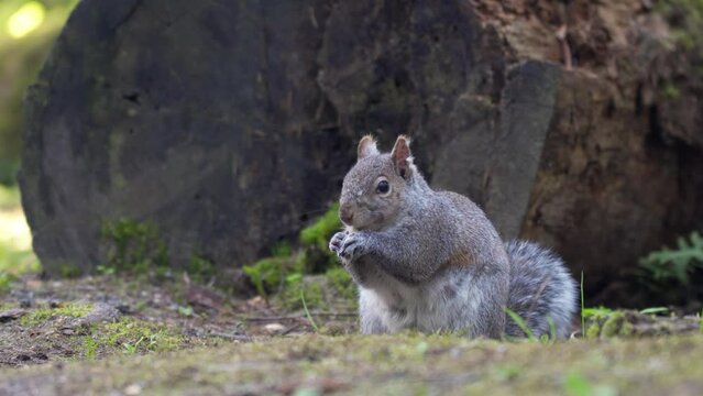 Portrait of a Grey Squirrel eating nut beside a tree trunk in the forest.
