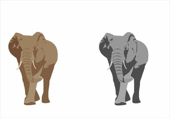 Grey and brown color elephants in the white backgroud vector