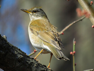 シロハラ（学名：Turdus pallidus）