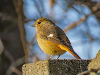 ジョウビタキ（学名：Phoenicurus auroreus）