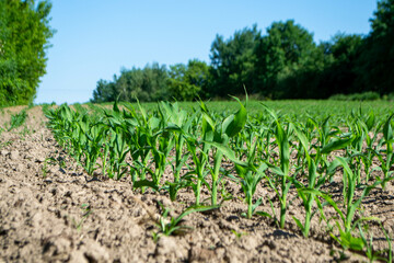 fields planted with corn. green corn sprouts in a field at a ranch. High quality photo