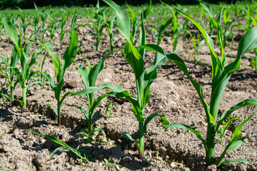 fields planted with corn. green corn sprouts in a field at a ranch. High quality photo