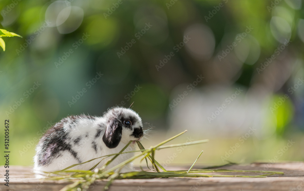 Poster rabbit eating grass with bokeh background, bunny pet, holland lop
