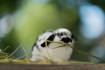rabbit eating grass with bokeh background, bunny pet, holland lop
