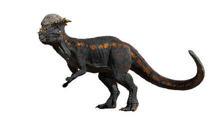 Pachycephalosaurus, dinosaur from the Late Cretaceous period, isolated on white background © dottedyeti