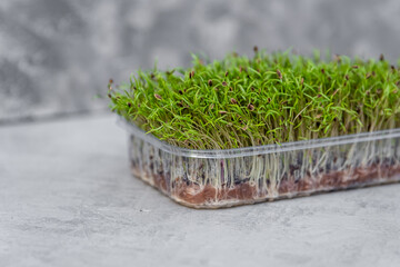 Sprouting seeds of a plant. Growing sprouts. Organic raw green food. Microgreens in container. Sprouting microgreens. Seed germination at home. Vegan and healthy eating concept. Seed packaging.