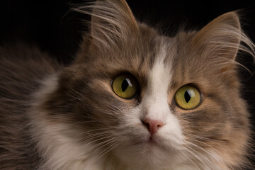 Studio portrait of purebred Siberian cat looking at camera