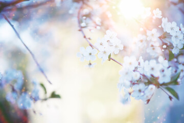 Spring flowering at sunset. White flower on the tree. Apple and cherry blossoms.