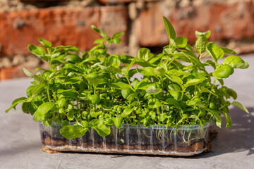 Aromatic herbs. Vegan and healthy eating. Growing healthy vitamin greens at home. Beautiful sprouts of microgreens. Sprouted basil germinated from high quality organic plant seed. Vegetarian food