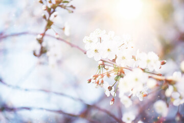 Spring flowering at sunset. White flower on the tree. Apple and cherry blossoms.