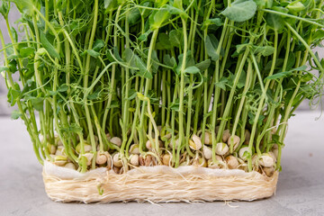 Organic, vegan healthy food concept. Green sprigs of sprouted grains. Eating right, stay young and modern restaurant cuisine. Fresh micro greens peas sprouts. Young vegetable pea sprouts, micro greens