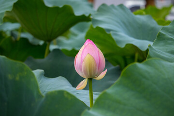 Pink lotus flower bud and green lotus leaves.