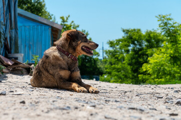 Naklejka premium Dog in animal shelter waiting for adoption. Purebred dog resting under the summer sun