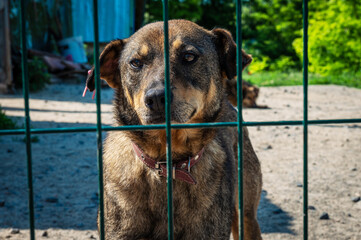 Dog in animal shelter waiting for adoption. Portrait of homeless dog in animal shelter cage.