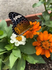 Colorful butterfly stop at the summer blossom, beautiful wildlife scene year 2022 June 17th street of Tokyo Yanaka 