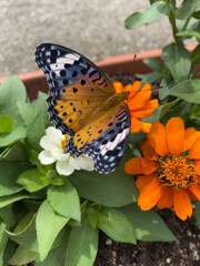 Fototapeta na wymiar Colorful butterfly stop at the summer blossom, beautiful wildlife scene year 2022 June 17th street of Tokyo Yanaka 