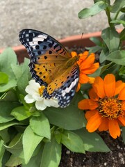 Colorful butterfly stop at the summer blossom, beautiful wildlife scene year 2022 June 17th street of Tokyo Yanaka 