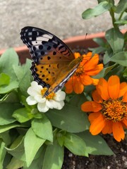 Colorful butterfly stop at the summer blossom, beautiful wildlife scene year 2022 June 17th street...