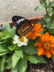 Colorful butterfly stop at the summer blossom, beautiful wildlife scene year 2022 June 17th street of Tokyo Yanaka 