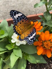 Colorful butterfly stop at the summer blossom, beautiful wildlife scene year 2022 June 17th street of Tokyo Yanaka 