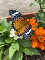 Colorful butterfly stop at the summer blossom, beautiful wildlife scene year 2022 June 17th street...