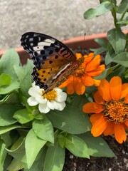 Colorful butterfly stop at the summer blossom, beautiful wildlife scene year 2022 June 17th street of Tokyo Yanaka 
