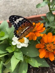 Colorful butterfly stop at the summer blossom, beautiful wildlife scene year 2022 June 17th street of Tokyo Yanaka 