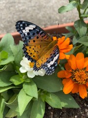 Colorful butterfly stop at the summer blossom, beautiful wildlife scene year 2022 June 17th street of Tokyo Yanaka 
