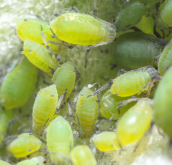 Small green aphids on a tree leaf.