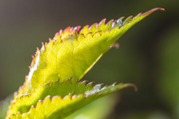 Raindrops on a green leaf of a plant.