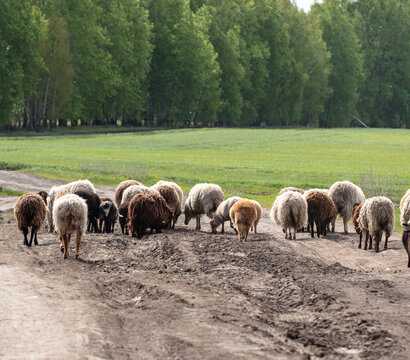 A flock of sheep in the pasture.