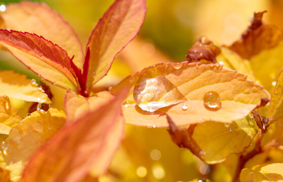 Raindrops on a yellow leaf of a plant.