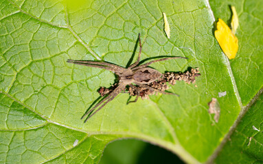 Spider on a green leaf in nature.