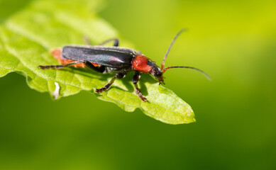 Beetle on a green leaf in nature.