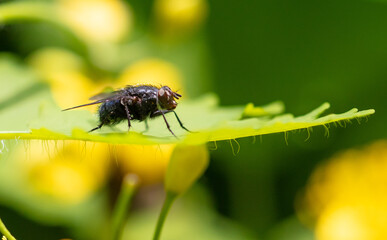 Fly on a green leaf in nature.