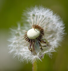 Dandelion in the park in nature.