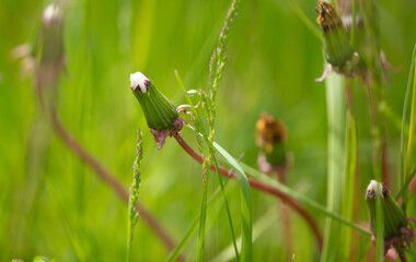 Dandelion in the park in nature.