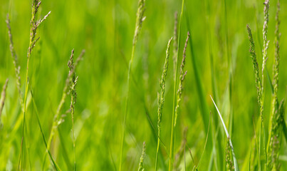 Green grass in nature as a background.