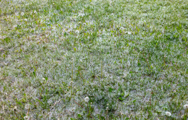 White poplar fluff on green grass