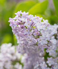 Fototapeta premium Beautiful lilac flowers in nature.