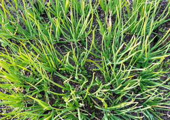 Green onion leaves on the beds in the garden.