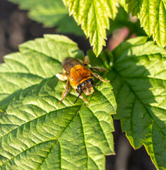 Little bee on a green leaf in nature.