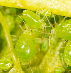 Small green aphids on a tree leaf.
