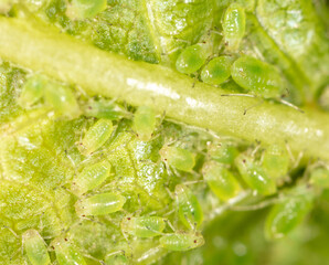 Small green aphids on a tree leaf.