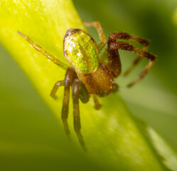 Spider on a green leaf in nature.