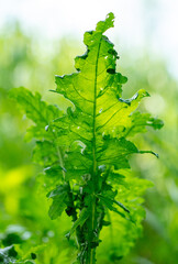 Green leaves on a herbaceous plant