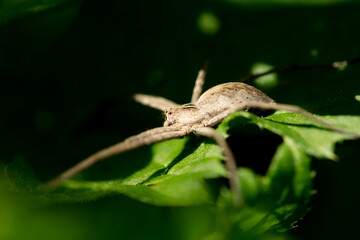 Spider on a green leaf in nature.