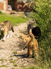 red kitten for a walk